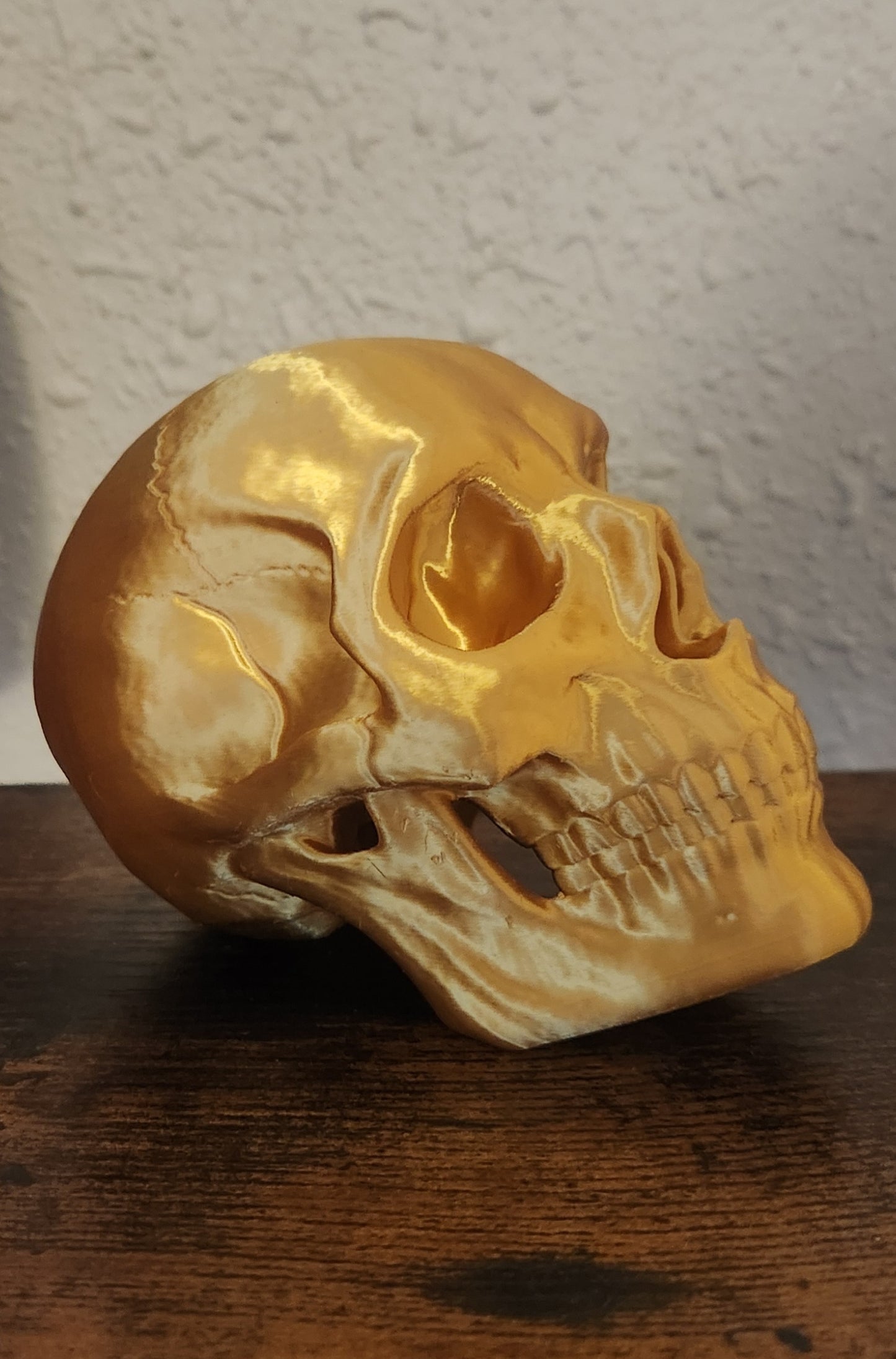 Human Skull