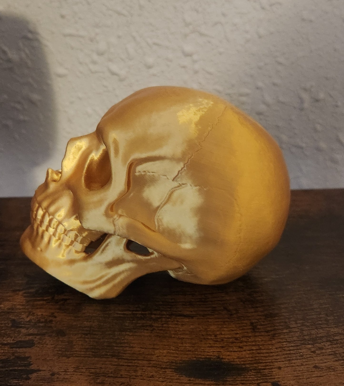 Human Skull